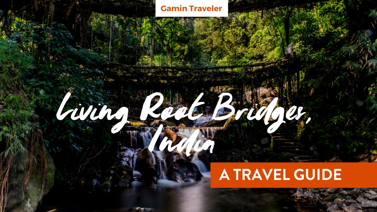 Living Root Bridges India - A Travel Guide - Featured